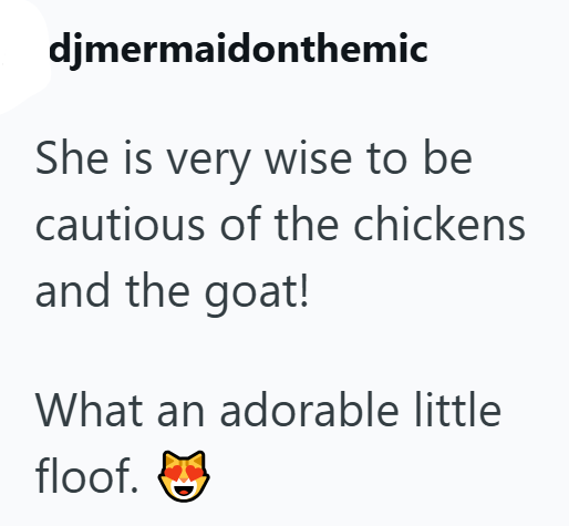 djmermaidonthemic She is very wise to be cautious of the chickens and the goat! What an adorable little floof.