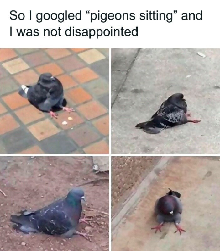 So I googled "pigeons sitting" and I was not disappointed