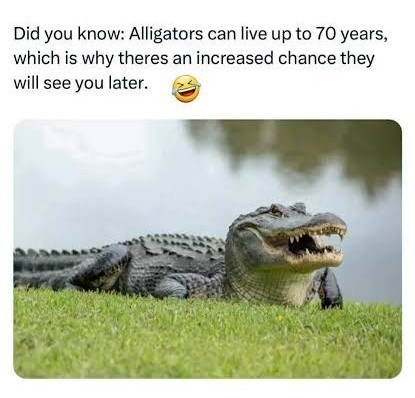 Did you know: Alligators can live up to 70 years, which is why theres an increased chance they will see you later.