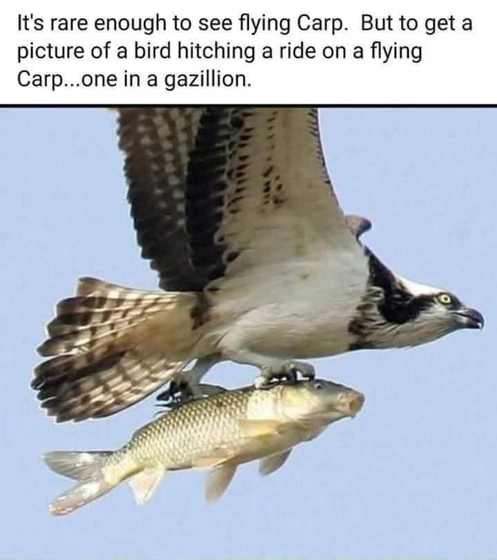 It's rare enough to see flying Carp. But to get a picture of a bird hitching a ride on a flying Carp...one in a gazillion.