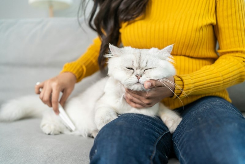 Cat peacefully resting on woman lap