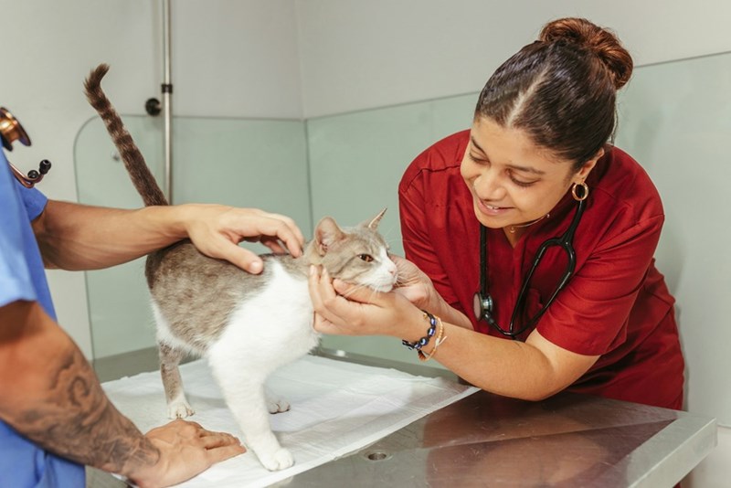 White cat being examined at a veterinary clinic
