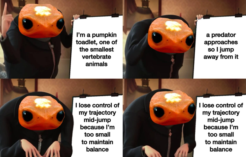 I'm a pumpkin toadlet, one of the smallest vertebrate animals a predator approaches so I jump away from it I lose control of my trajectory mid-jump because I'm too small to maintain balance I lose control of my trajectory mid-jump because I'm too small to maintain balance