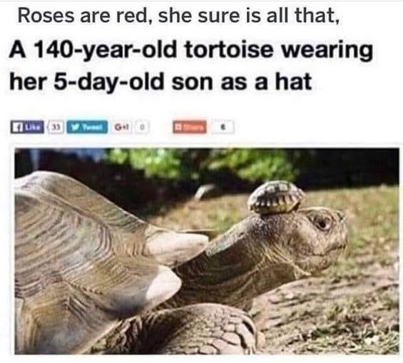 Roses are red, she sure is all that, A 140-year-old tortoise wearing her 5-day-old son as a hat
