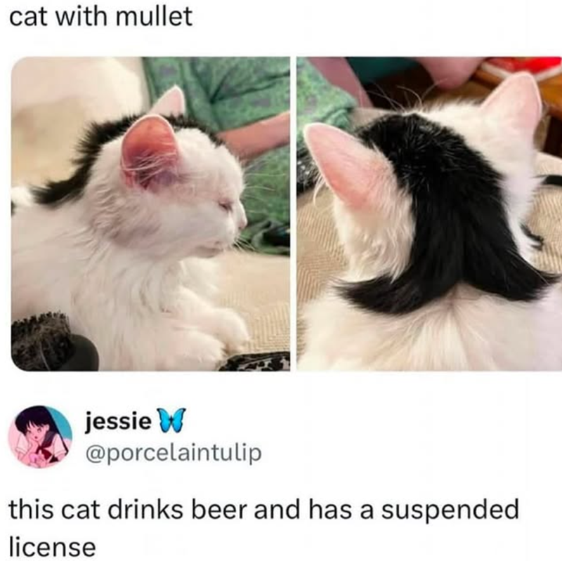 cat with mullet jessie W @porcelaintulip this cat drinks beer and has a suspended license