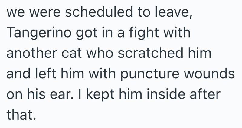 we were scheduled to leave, Tangerino got in a fight with another cat who scratched him and left him with puncture wounds on his ear. I kept him inside after that.