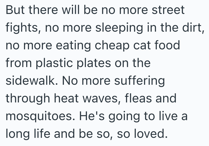 But there will be no more street fights, no more sleeping in the dirt, no more eating cheap cat food from plastic plates on the sidewalk. No more suffering through heat waves, fleas and mosquitoes. He's going to live a long life and be so, so loved.