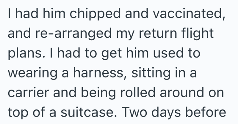 I had him chipped and vaccinated, and re-arranged my return flight plans. I had to get him used to wearing a harness, sitting in a carrier and being rolled around on top of a suitcase. Two days before