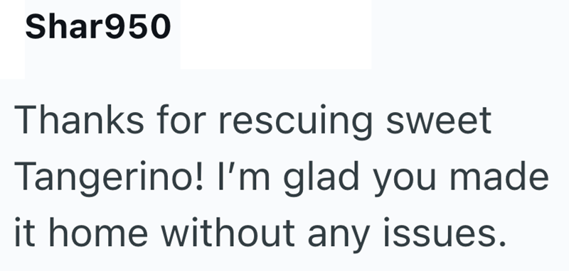 Shar950 Thanks for rescuing sweet Tangerino! I'm glad you made it home without any issues.