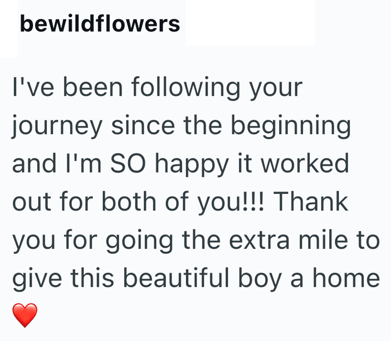 bewildflowers I've been following your journey since the beginning and I'm SO happy it worked out for both of you!!! Thank you for going the extra mile to give this beautiful boy a home