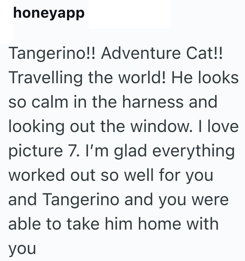 honeyapp Tangerino!! Adventure Cat!! Travelling the world! He looks so calm in the harness and looking out the window. I love picture 7. I'm glad everything worked out so well for you and Tangerino and you were able to take him home with you