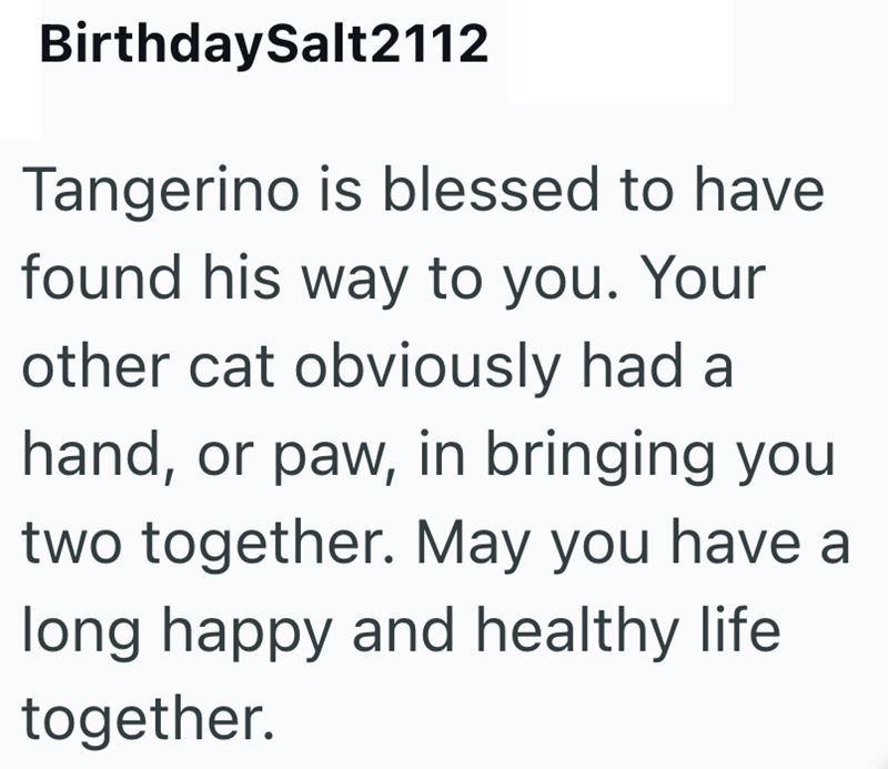 BirthdaySalt2112 Tangerino is blessed to have found his way to you. Your other cat obviously had a hand, or paw, in bringing you two together. May you have a long happy and healthy life together.