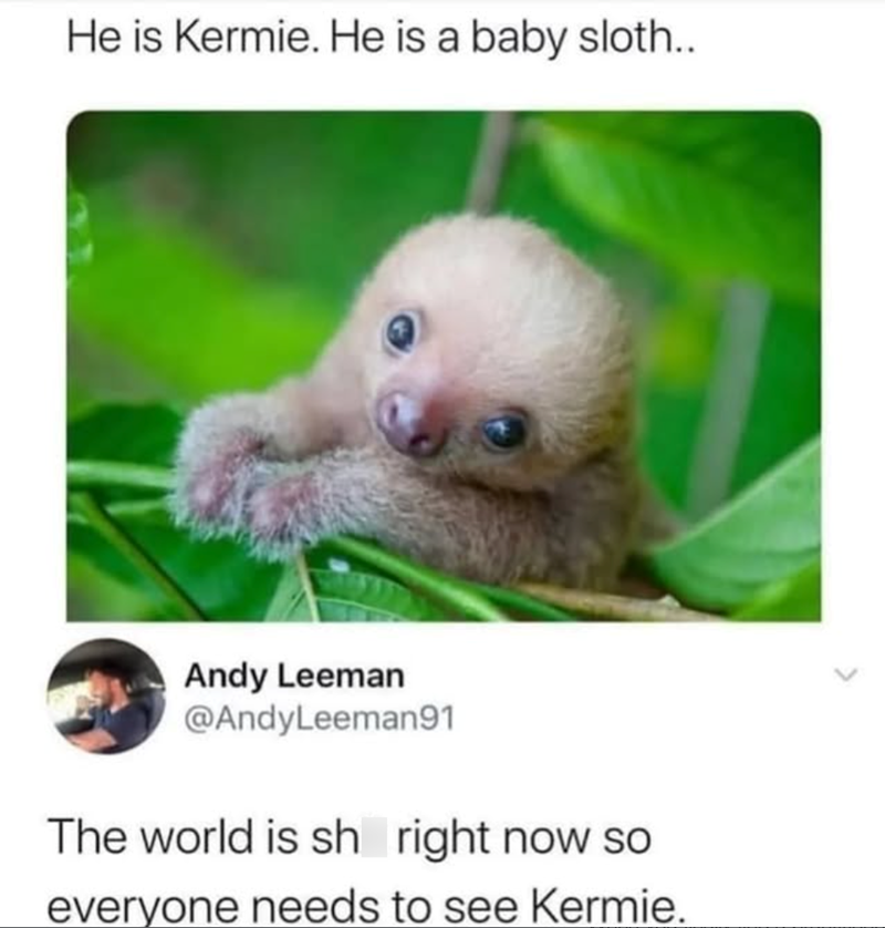 He is Kermie. He is a baby sloth.. Andy Leeman @AndyLeeman91 The world is sh right now so everyone needs to see Kermie.