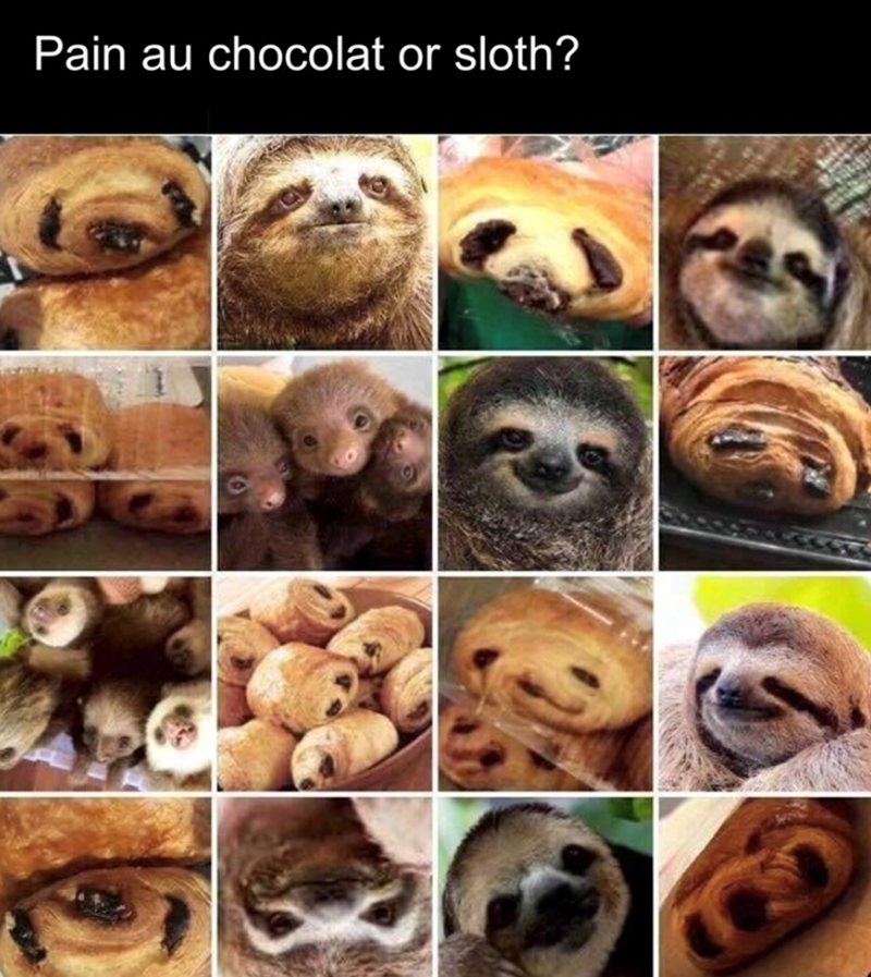 Pain au chocolat or sloth?