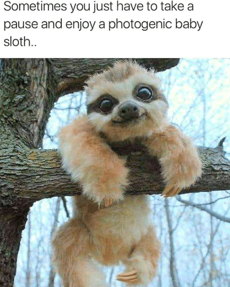 Sometimes you just have to take a pause and enjoy a photogenic baby sloth..