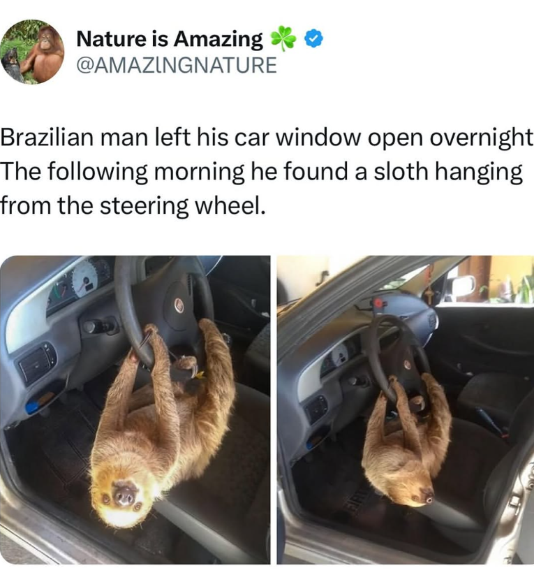 Nature is Amazing @AMAZINGNATURE Brazilian man left his car window open overnight The following morning he found a sloth hanging from the steering wheel. FIRT