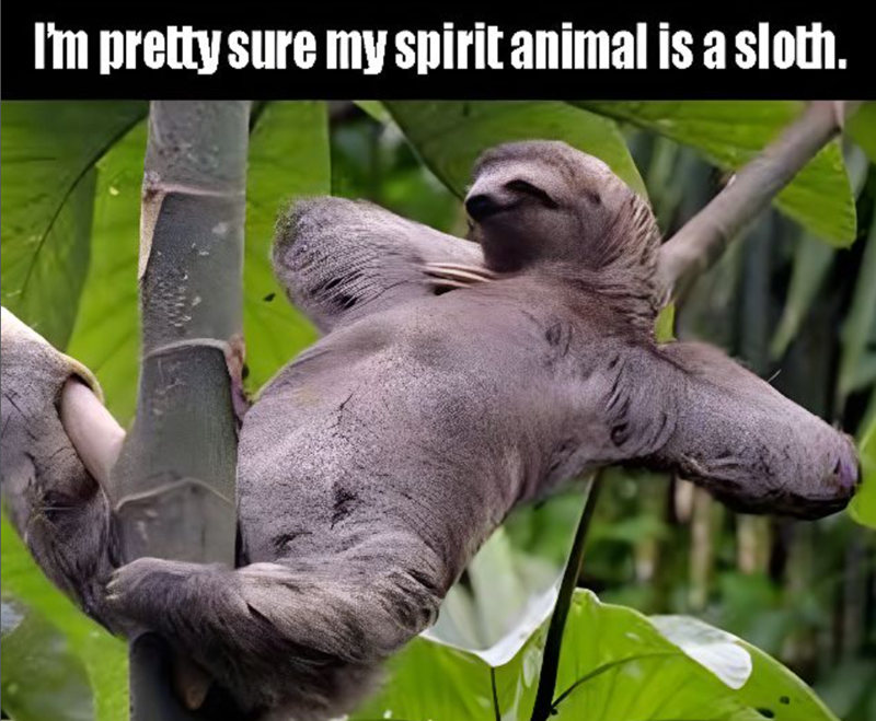 I'm pretty sure my spirit animal is a sloth.