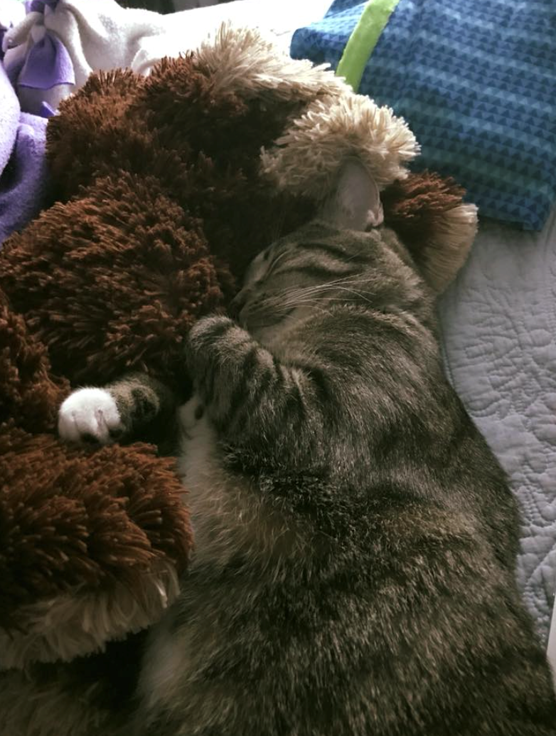 Cheezburger Image 10632420608