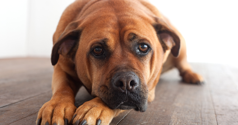 Sad dog refuses to go on walks when owner leaves for vacation, worried ...