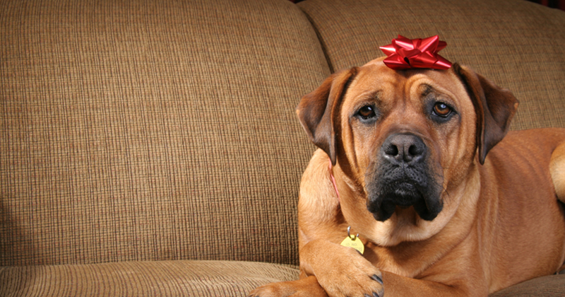 Dog but in Christmas hat. 