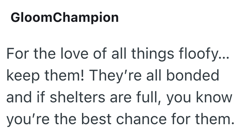 GloomChampion For the love of all things floofy... keep them! They're all bonded and if shelters are full, you know you're the best chance for them.