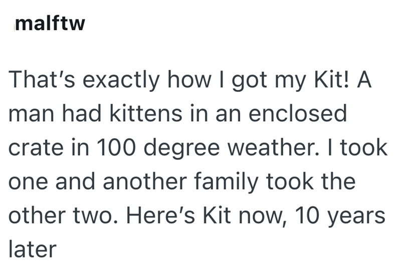 malftw That's exactly how I got my Kit! A man had kittens in an enclosed crate in 100 degree weather. I took one and another family took the other two. Here's Kit now, 10 years later