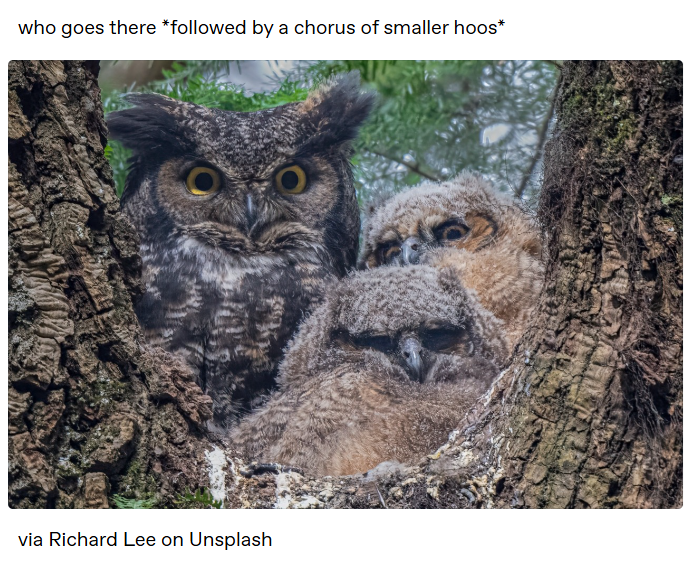 who goes there *followed by a chorus of smaller hoos* via Richard Lee on Unsplash O