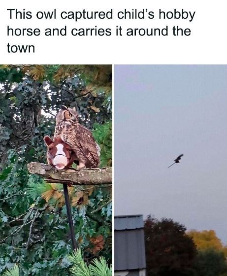 This owl captured child's hobby horse and carries it around the town