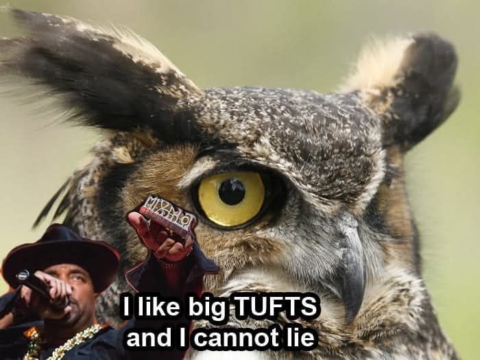 I like big TUFTS and I cannot lie