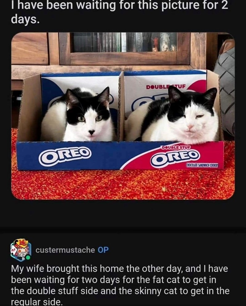 I have been waiting for this picture for 2 days. DOUBLE STUF OREO DOUBLE STUF OREO CHOCOLATE SANDWICH COOKIES custermustache OP My wife brought this home the other day, and I have been waiting for two days for the fat cat to get in the double stuff side and the skinny cat to get in the regular side.