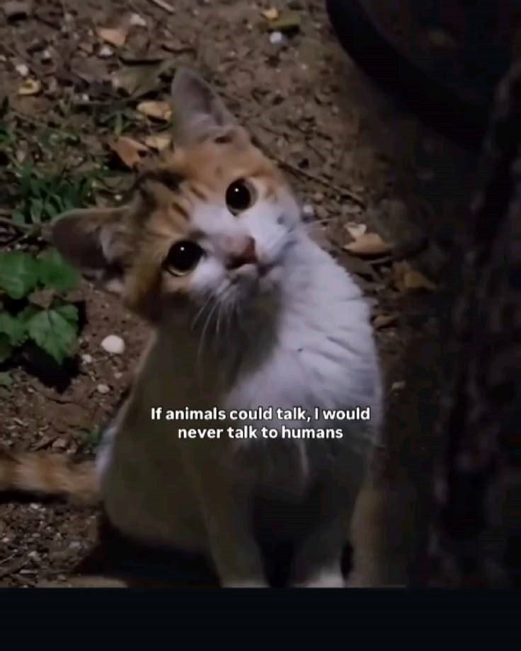 If animals could talk, I would never talk to humans