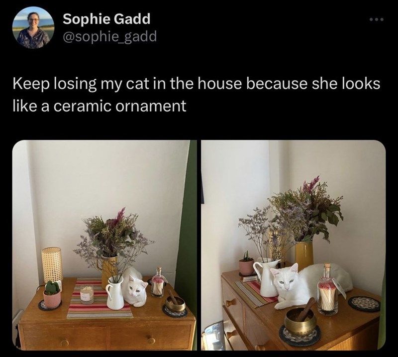 Sophie Gadd @sophie_gadd Keep losing my cat in the house because she looks like a ceramic ornament