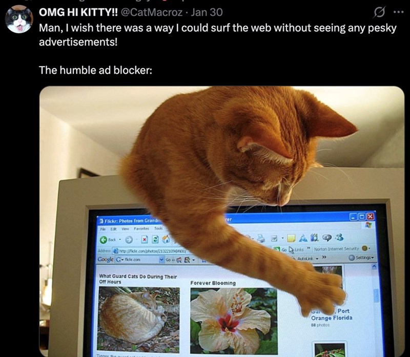 OMG HI KITTY!! @CatMacroz - Jan 30 Man, I wish there was a way I could surf the web without seeing any pesky advertisements! The humble ad blocker: Flickr: Photos from Grand File Edt View Favorites Tools Back- Address http://flickr.com/photos/213221098000/ Google G-fidz.com What Guard Cats Do During Their Off Hours Tioner rer Forever Blooming Go Links Norton Internet Security - Autolink » Settings Gar Port Orange Florida 88 photos