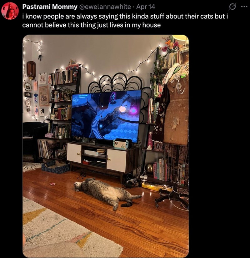 Pastrami Mommy @ewelannawhite ⚫ Apr 14 i know people are always saying this kinda stuff about their cats but i cannot believe this thing just lives in my house 000000 Q