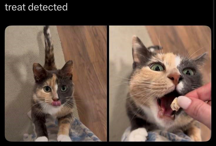 treat detected