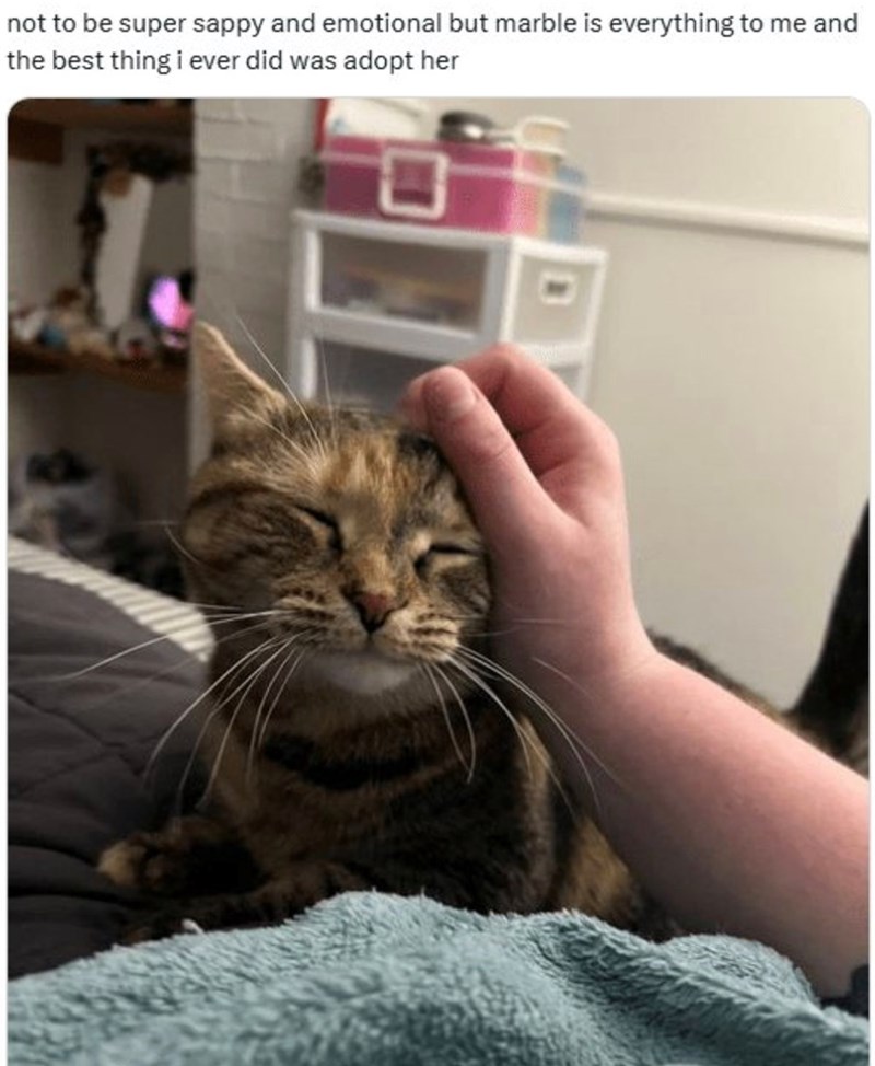 not to be super sappy and emotional but marble is everything to me and the best thing i ever did was adopt her
