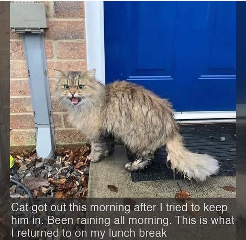 Cat got out this morning after I tried to keep him in. Been raining all morning. This is what I returned to on my lunch break