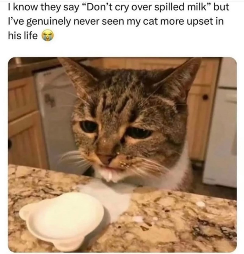 I know they say "Don't cry over spilled milk" but I've genuinely never seen my cat more upset in his life