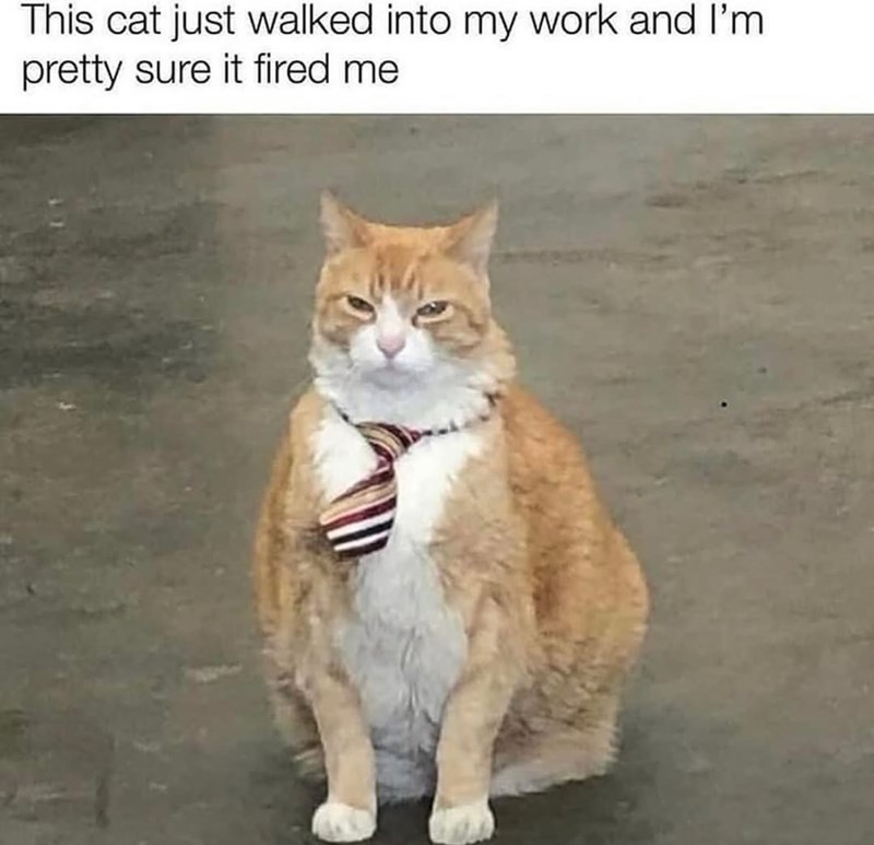 This cat just walked into my work and I'm pretty sure it fired me