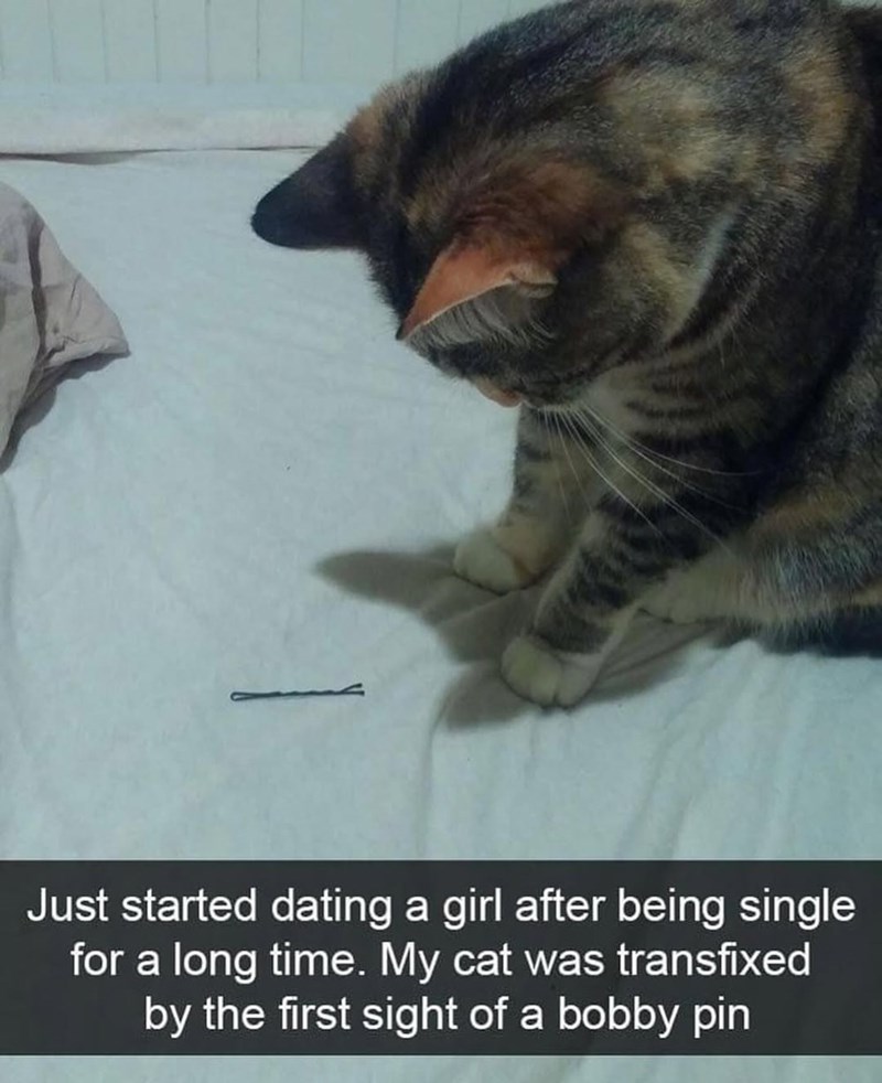 Just started dating a girl after being single for a long time. My cat was transfixed by the first sight of a bobby pin