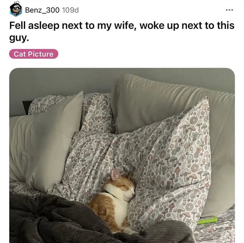 Benz 300 109d Fell asleep next to my wife, woke up next to this guy. Cat Picture