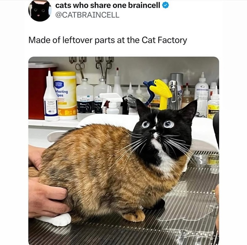 cats who share one braincell @CATBRAINCELL Made of leftover parts at the Cat Factory nfecting ipes 40