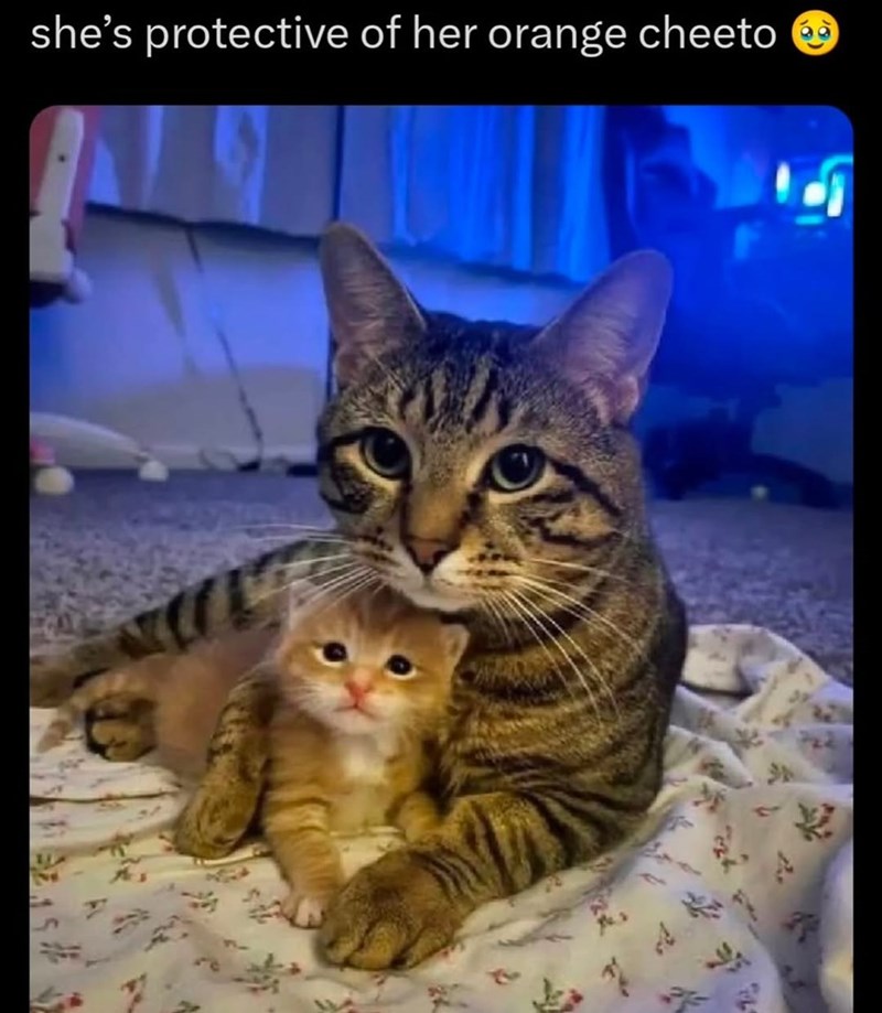 she's protective of her orange cheeto