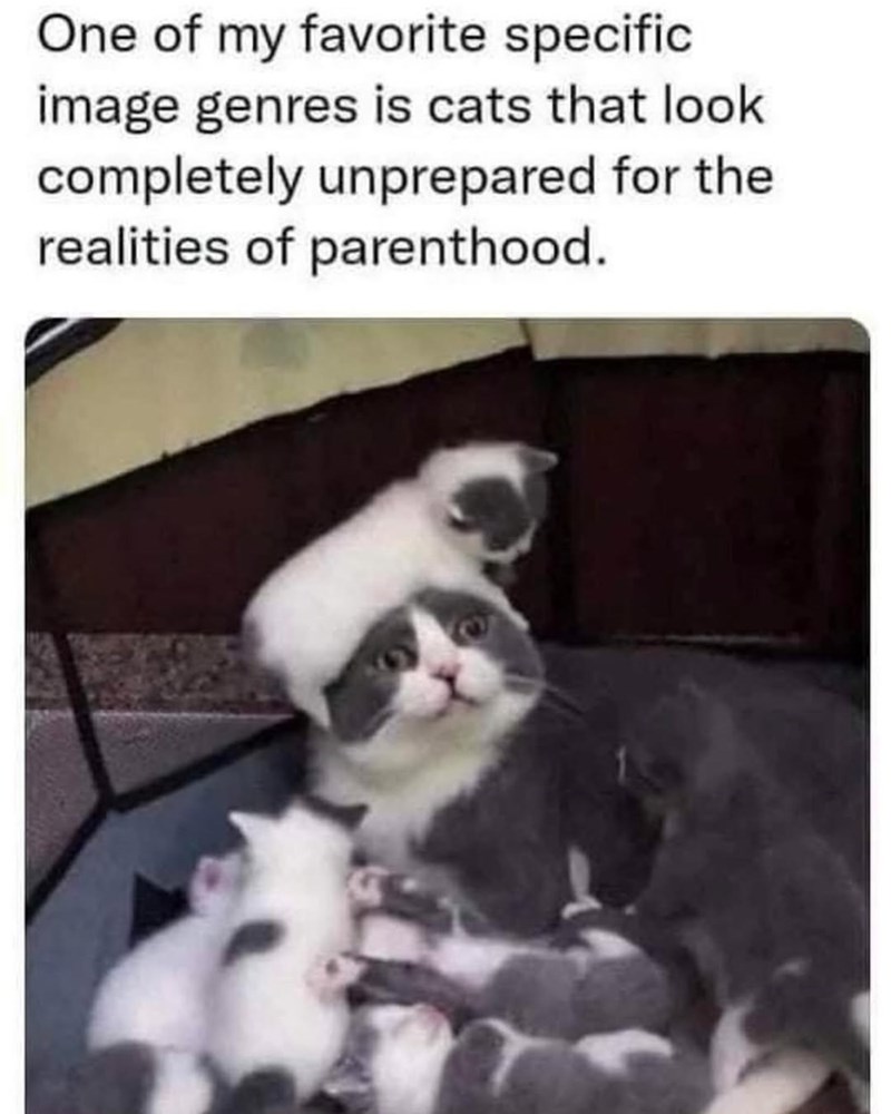One of my favorite specific image genres is cats that look completely unprepared for the realities of parenthood.