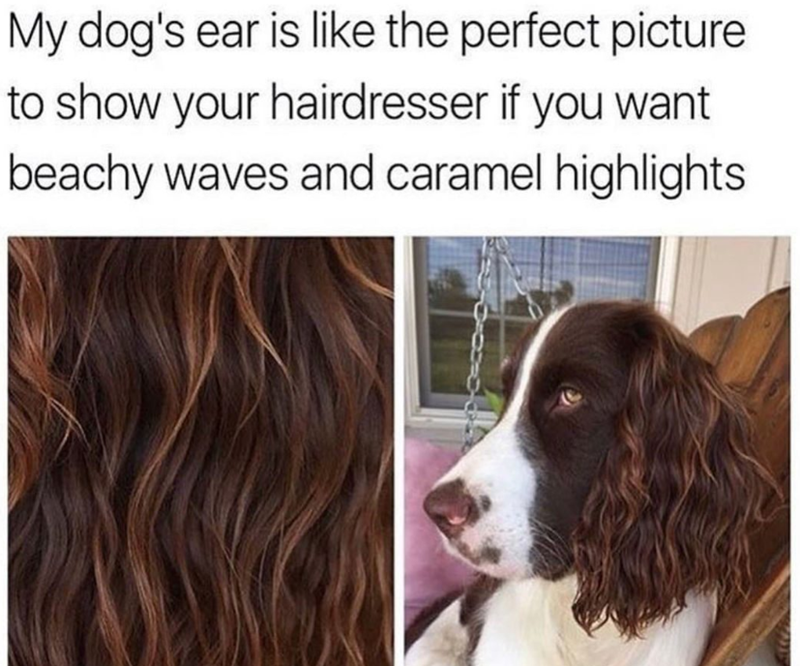 My dog's ear is like the perfect picture to show your hairdresser if you want beachy waves and caramel highlights