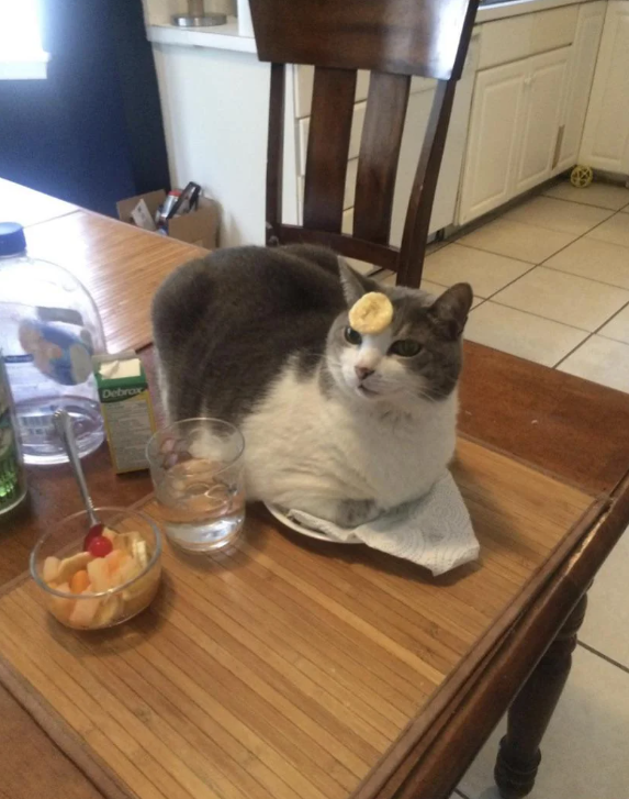 Cheezburger Image 10632513536