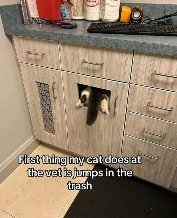 BANDAGES First thing my cat does at the vet is jumps in the trash