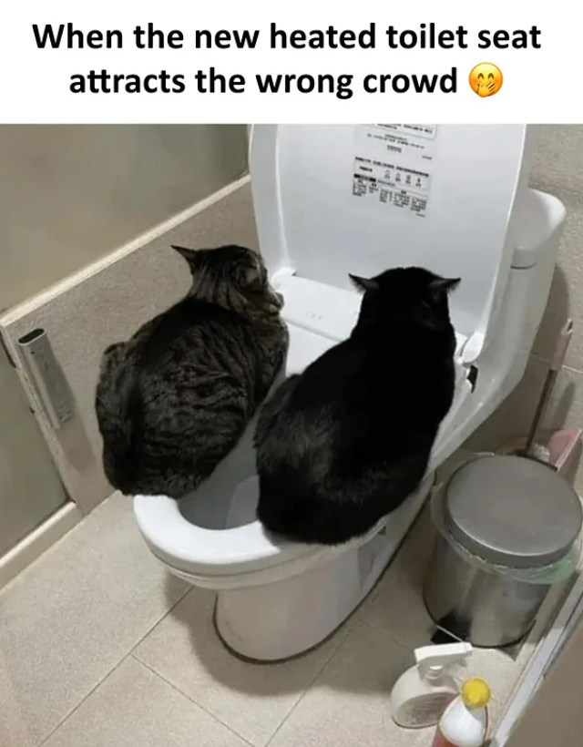 When the new heated toilet seat attracts the wrong crowd