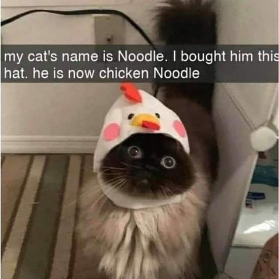 my cat's name is Noodle. I bought him this hat. he is now chicken Noodle