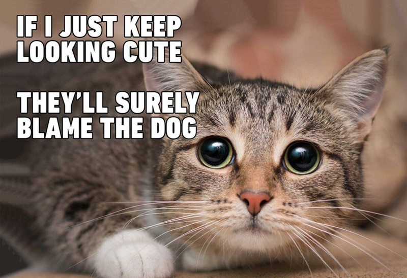 IF I JUST KEEP LOOKING CUTE THEY'LL SURELY BLAME THE DOG